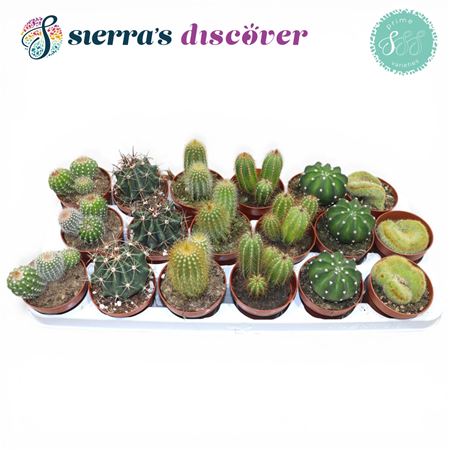 Cactus Mix (6spc.)