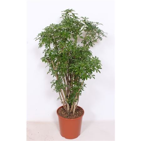 Schefflera Luseana