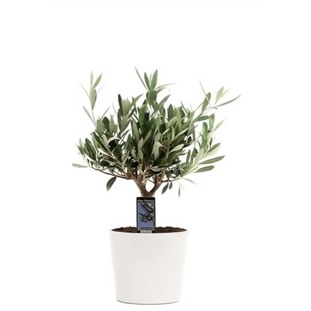 Olea Europaea In Ceramic Roma White