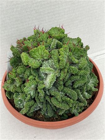 Enopla Cristaat Bowl