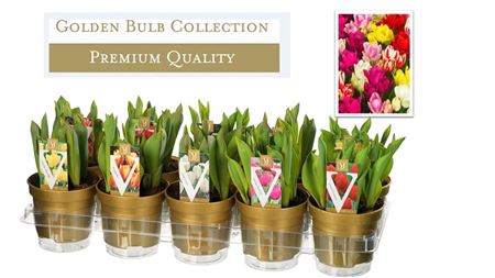 Tulipa Mix (deluxe)