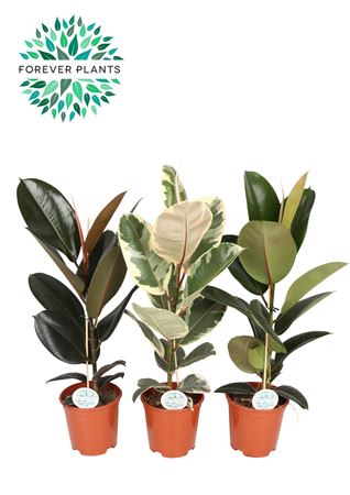 Ficus El Mix 2srt