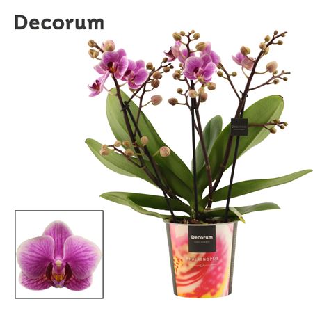 Phal 3-4st Dazzling Diva (decorum)