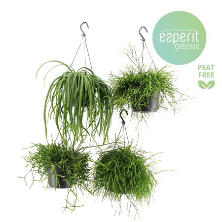 Rhipsalis Mix Hangpot