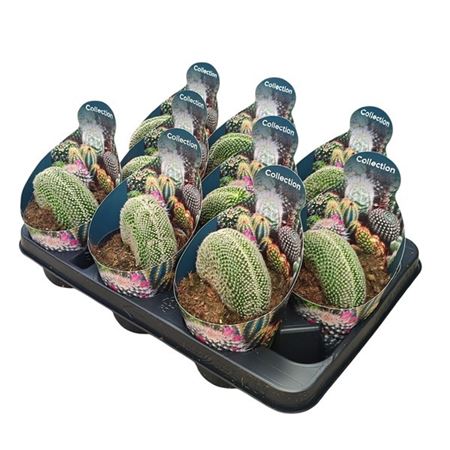 Mammillaria Matudae Crestata Potcover