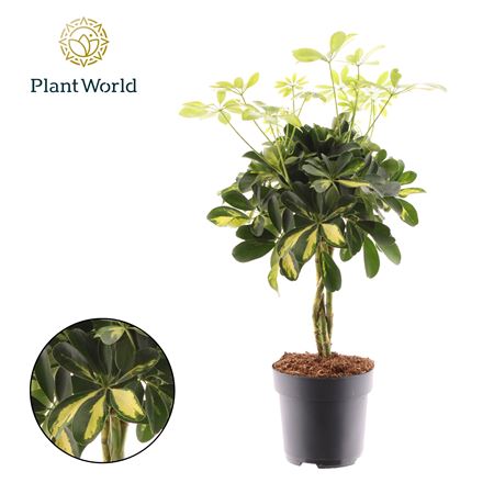 Schefflera Gold Capella Vlecht