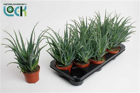 Aloe Arborencens