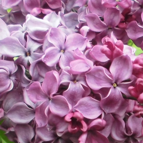 Сирень обыкновенная Конго в тубе