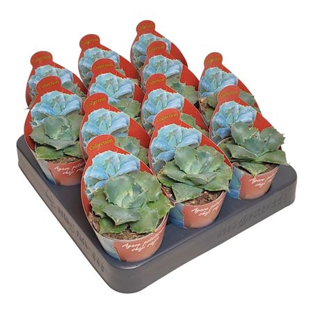 Agave Potatorum Shoji Raijin Potcover