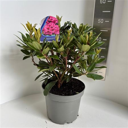 Rhodo Marie Fortier