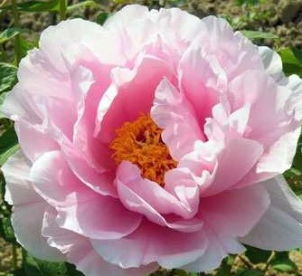 Пион древовидный Мурамацу-Закура в тубе