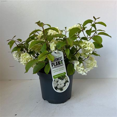 Viburnum Plic Newport