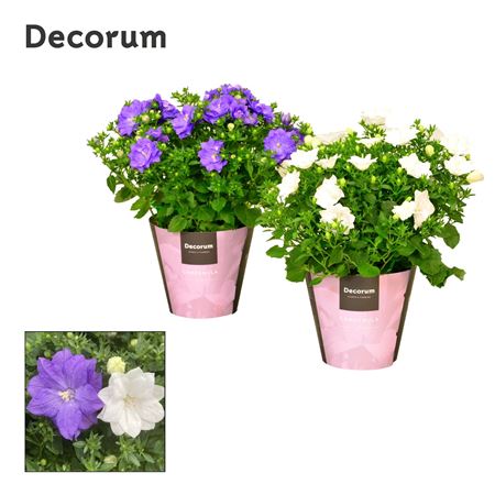 Campanula Iso Dublin Mix (decorum)