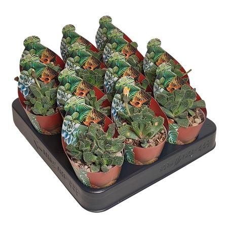 Cotyledon Ladismithiensis Variegato Potcover