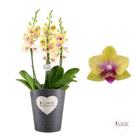 Phal 4/7st Duetto Multi Spunky 60+ (levo)