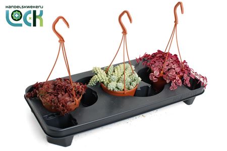 Crassula Marginalis Mix