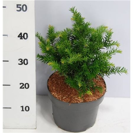 Taxus Bacc Repandens