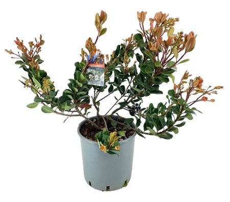 Rhaphiolepis Umbellata