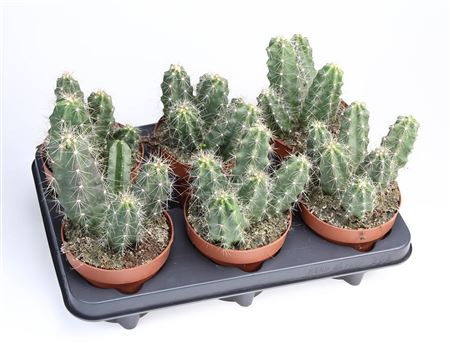 Echinocereus Viereckii