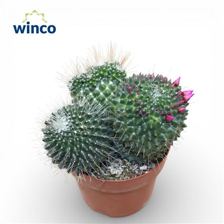 Mammillaria Spinosisima Un Pico (flowering)