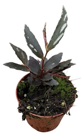 Begonia Jalau Type 2