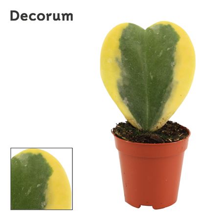 Hoya Kerrii Variegata Single  (decorum)