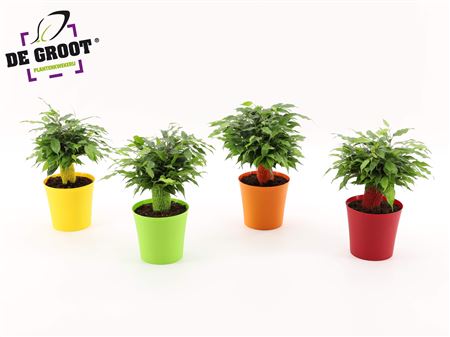 Ficus Be Green Kinky Ton-sur-ton