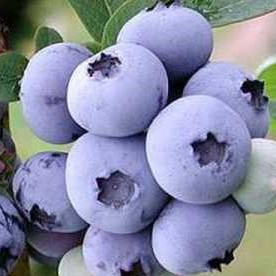 Голубика высокорослая Шантиклер | Оптовая цветочная компания «Флора Групп» Голубика высокорослая Шантиклер