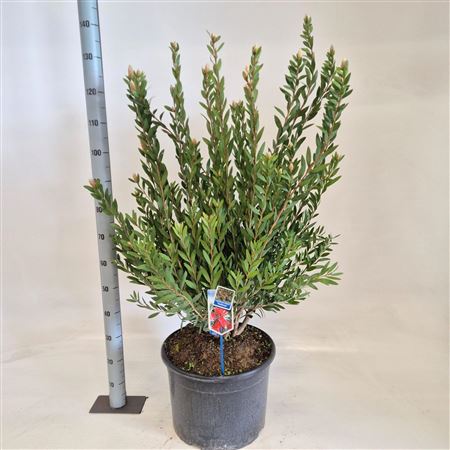Callistemon Viminalis Inferno