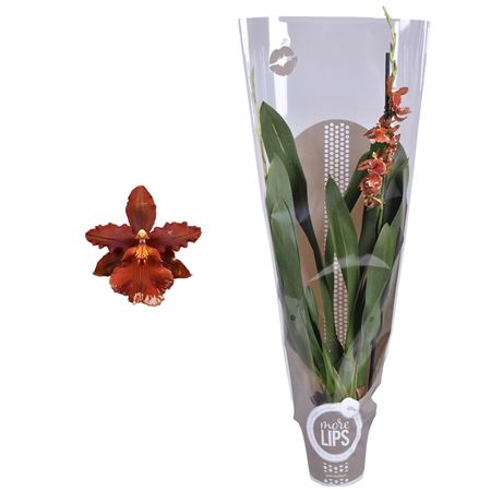 Odontoglossum Mix 1st Taupe Sleeve (morelips)