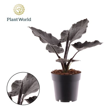 Alocasia Antoro Velvet
