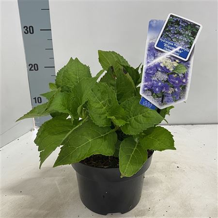 Hydrangea Ma Blaumeise