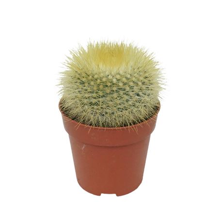 Parodia
