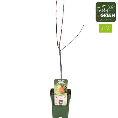 Pyrus Com Bonne Louise Davranc Bio