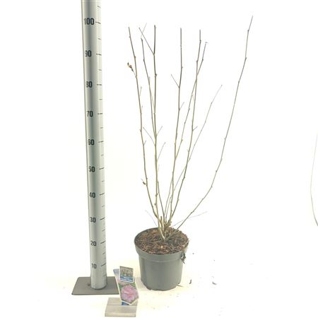 Hibiscus Syr Lavender Chiffon