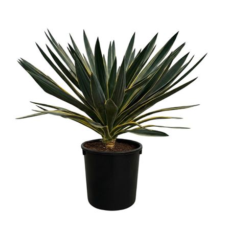 Yucca Gloriosa Variegata