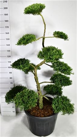 Juniperus Sab Rockery Gem