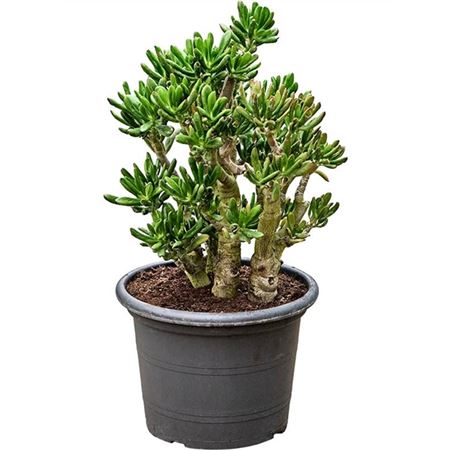Crassula Ovata 'gollum'