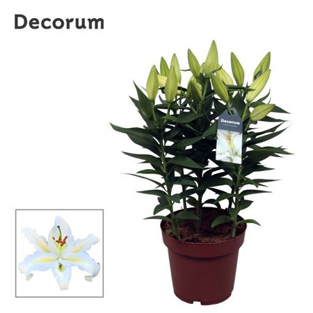 Lilium Or Starlight White 5pp
