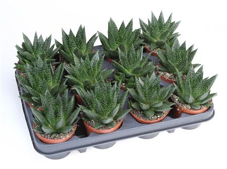 Gasteraloe Flow