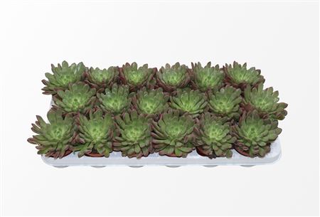 Граптоверия Башфулл