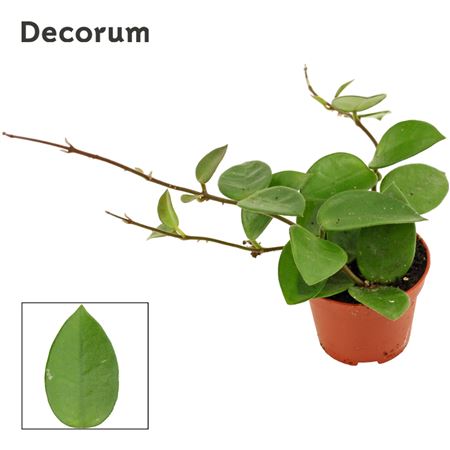 Hoya Chouke Decorum