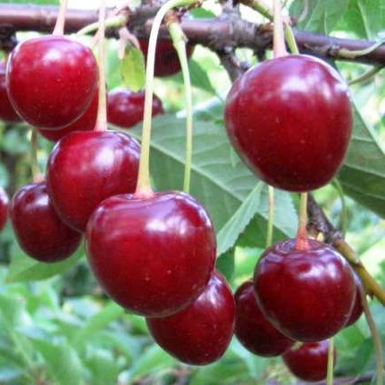 Вишня обыкновенная Тургеневка в тубе