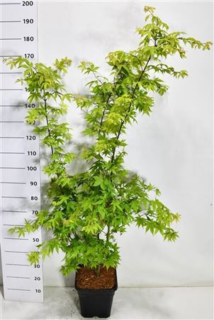 Acer Palm Osakazuki