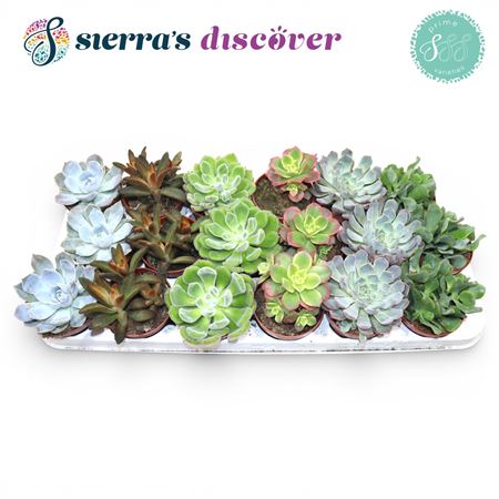 Succulent Season Mix