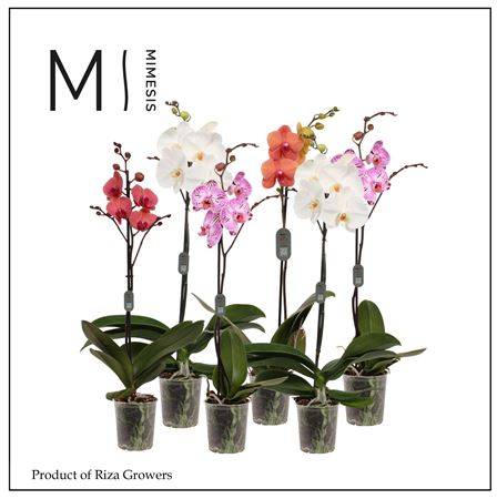 Phal 1st Mix 9+ Mimesis (orchid Growers)