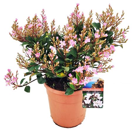 Rhaphiolepis Indica