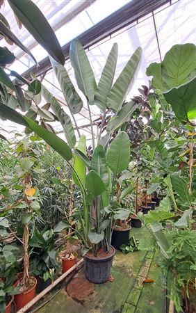 Strelitzia Nicolai Bush