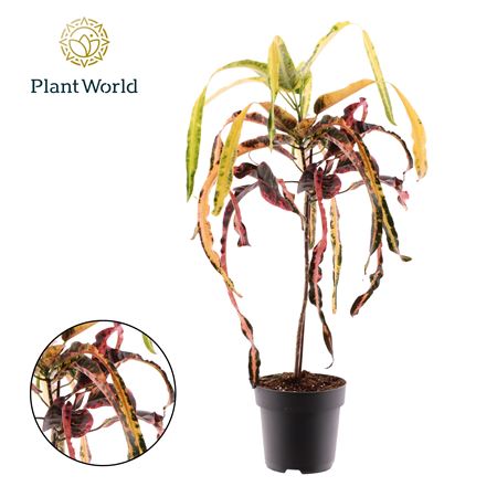 Codiaeum Dreadlock