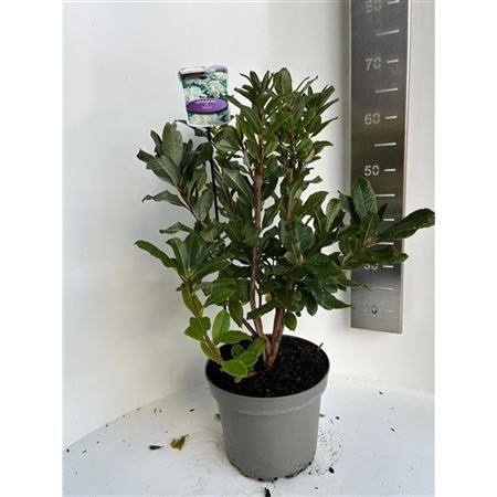 Rhodo Persil